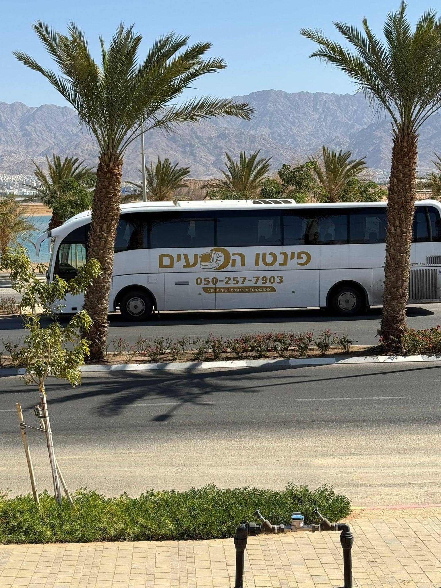 אוטובוס פינטו על רקע דקלים באילת